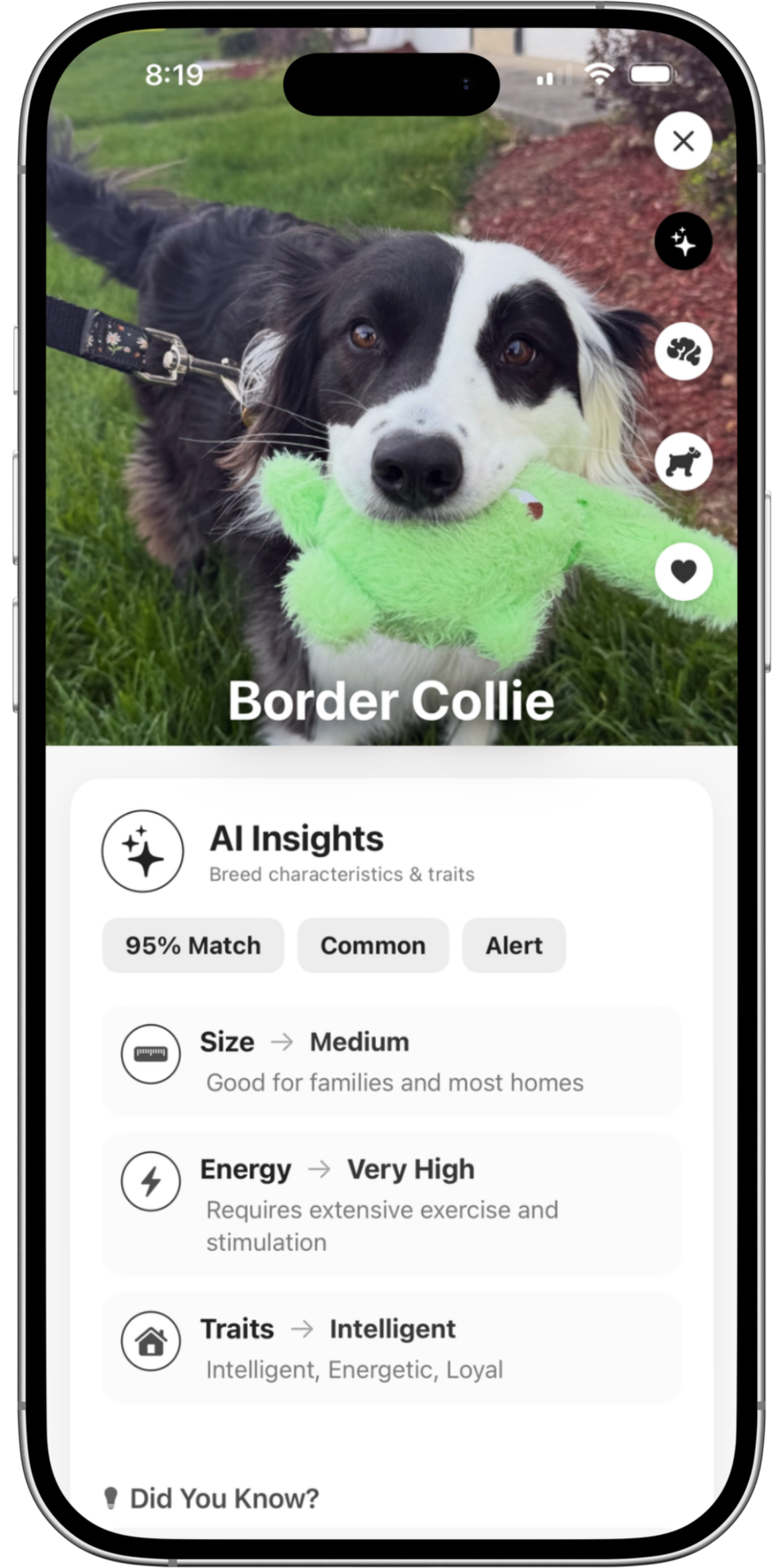 Scan Result: Border Collie Analysis